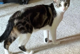 Domestic Short Hair