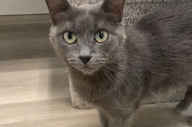 Domestic Medium Hair