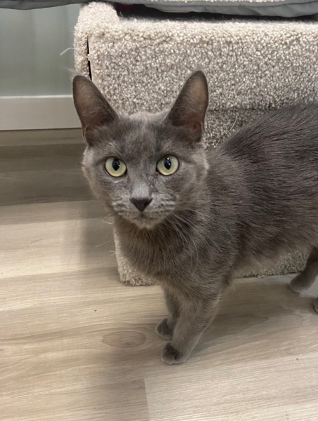Domestic Medium Hair
