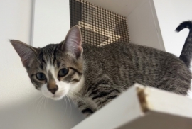 Domestic Short Hair
