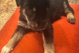 Rottweiler