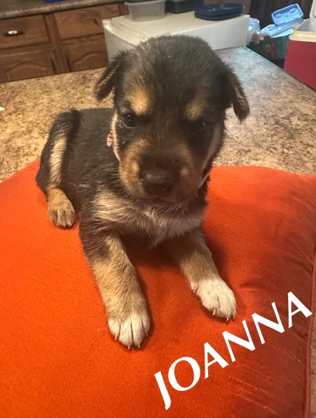 Rottweiler
