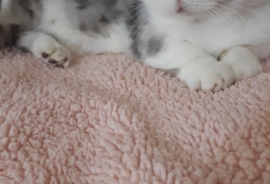 Munchkin