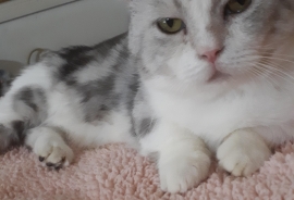 Munchkin