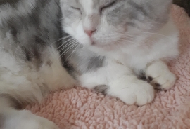 Munchkin