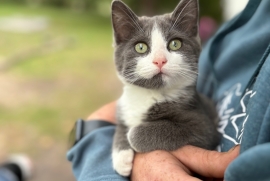 Domestic Short Hair