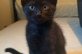 Domestic Short Hair