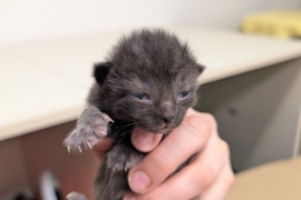 Domestic Short Hair