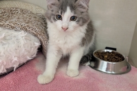Domestic Medium Hair