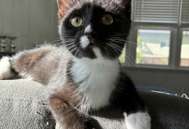 Domestic Short Hair