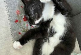 Domestic Short Hair