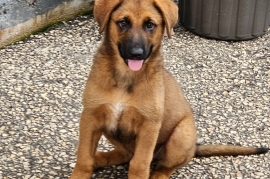 Shepherd
