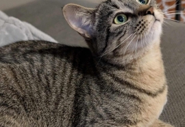Domestic Short Hair