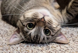 Domestic Short Hair