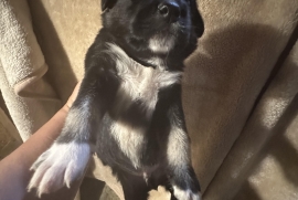 German Shepherd Dog