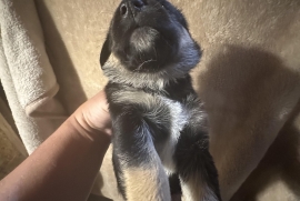German Shepherd Dog