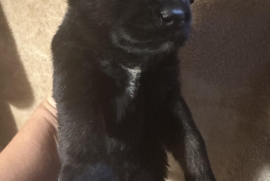 German Shepherd Dog