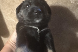German Shepherd Dog
