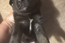 German Shepherd Dog