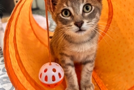Domestic Short Hair