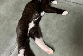 Domestic Short Hair