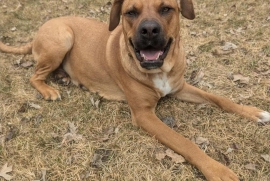 Mastiff