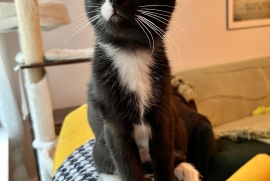 Domestic Short Hair