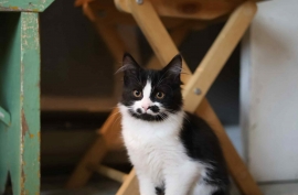 Domestic Medium Hair