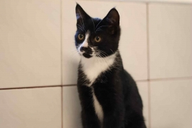Domestic Short Hair
