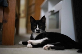 Domestic Short Hair