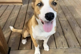 Australian Cattle Dog / Blue Heeler