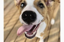 Australian Cattle Dog / Blue Heeler