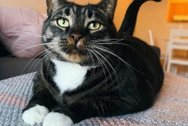 Domestic Short Hair