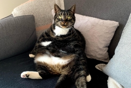 Domestic Short Hair