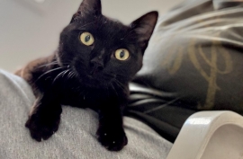 Domestic Medium Hair