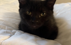 Domestic Short Hair