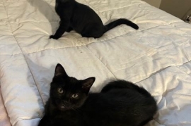 Domestic Short Hair