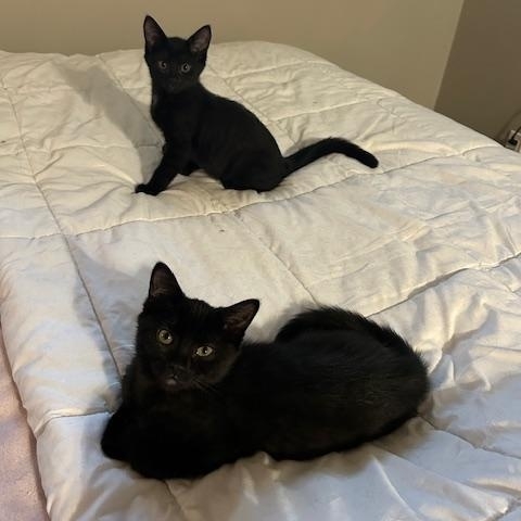 Domestic Short Hair