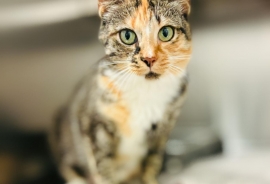 Domestic Short Hair