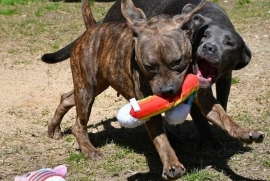 Pit Bull Terrier