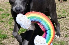 Pit Bull Terrier