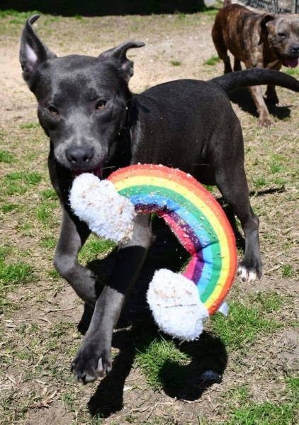 Pit Bull Terrier