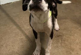 Beagle