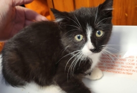 Domestic Short Hair