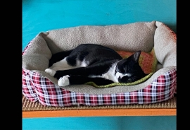 Domestic Short Hair