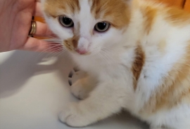 Domestic Short Hair