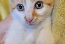 Domestic Short Hair