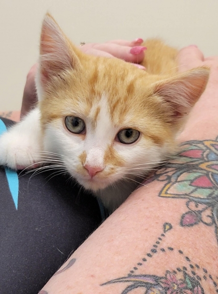 Domestic Short Hair