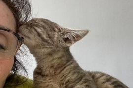 Domestic Long Hair