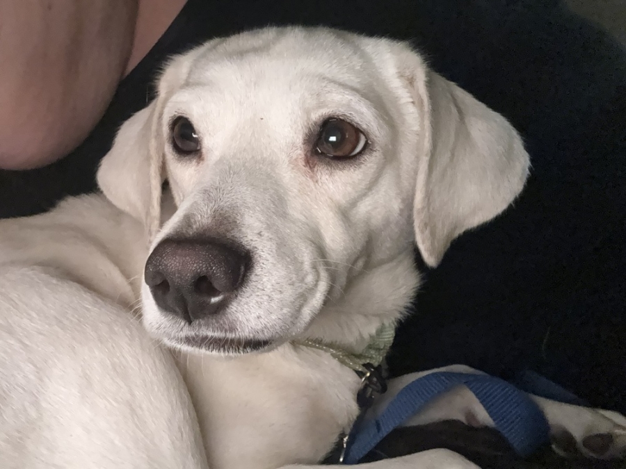 Beagle